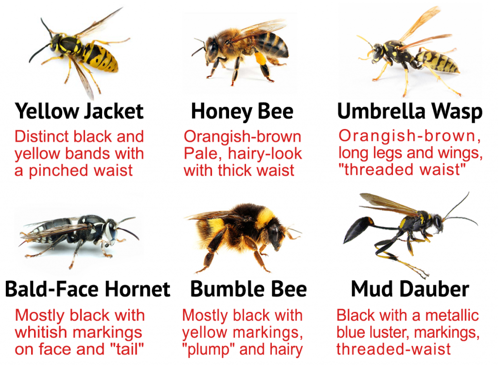 the difference between honey bees and wasps